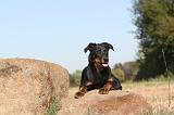 BEAUCERON - PUPPIES 051